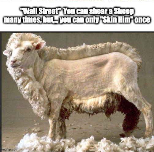 gold shear the sheep once.jpg