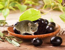 olives-mouse.png