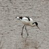 Avocet13